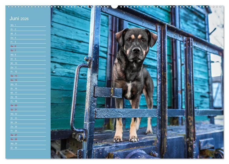 Produktbild: Hunde im Fokus (Wandkalender 2026 DIN A2 quer), CALVENDO Monatskalender