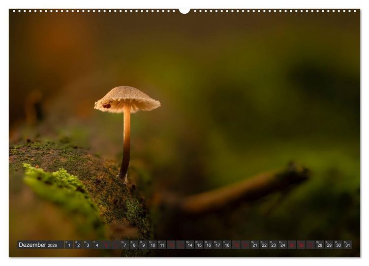 Produktbild: Wilde Pilze: Ein Kalender f&uuml;r Naturbegeisterte (hochwertiger Premium Wandkalender 2026 DIN A2 quer), Kunstdruck in Hochglanz