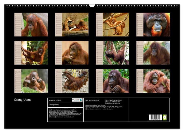 Produktbild: Orang-Utans (Wandkalender 2026 DIN A2 quer), CALVENDO Monatskalender