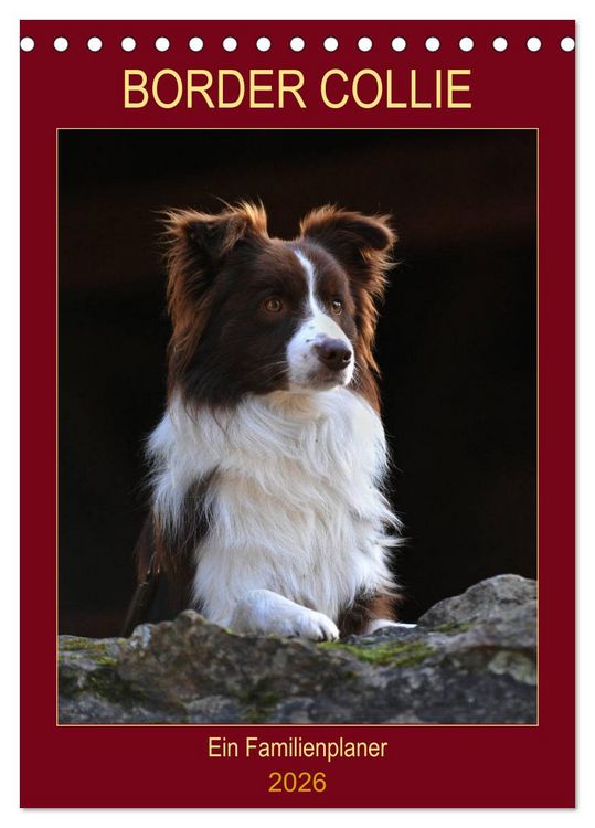 Produktbild: Border Collie - Ein Familienplaner (Tischkalender 2026 DIN A5 hoch), CALVENDO Monatskalender