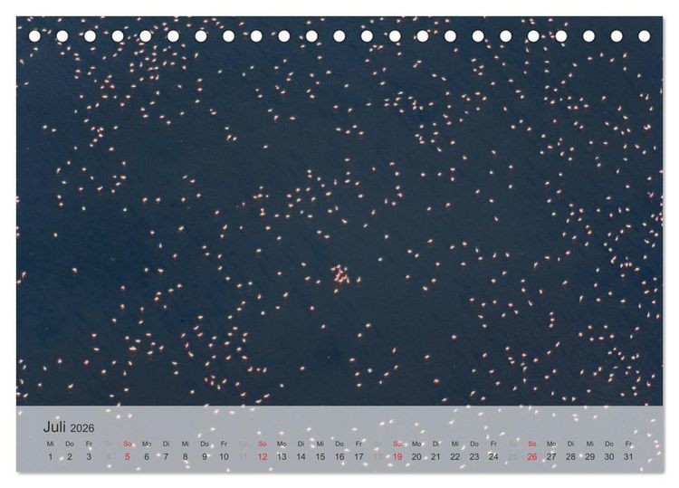 Produktbild: Flamingo Impressionen 2026 (Tischkalender 2026 DIN A5 quer), CALVENDO Monatskalender