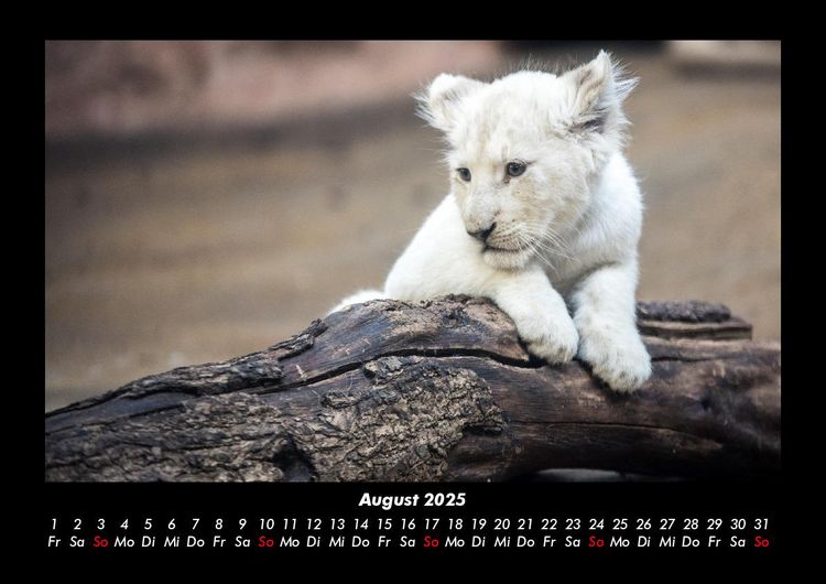 Produktbild: L&ouml;wen in der Wildnis 2025 Fotokalender DIN A3