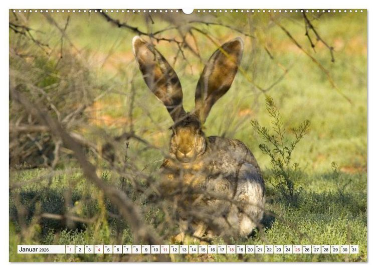 Produktbild: Kaninchen und Hasen (hochwertiger Premium Wandkalender 2026 DIN A2 quer), Kunstdruck in Hochglanz