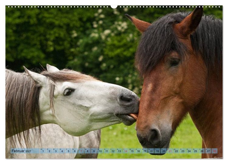 Produktbild: Lustiger Schimmel - ein Pferd mit Humor (hochwertiger Premium Wandkalender 2027 DIN A2 quer), Kunstdruck in Hochglanz
