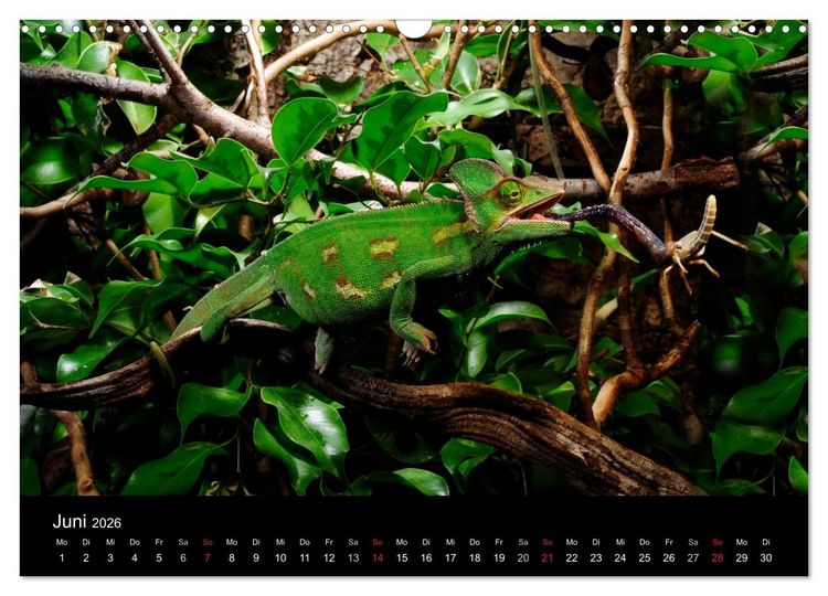 Produktbild: REPTILIEN IM TERRARIUM (Wandkalender 2026 DIN A3 quer), CALVENDO Monatskalender