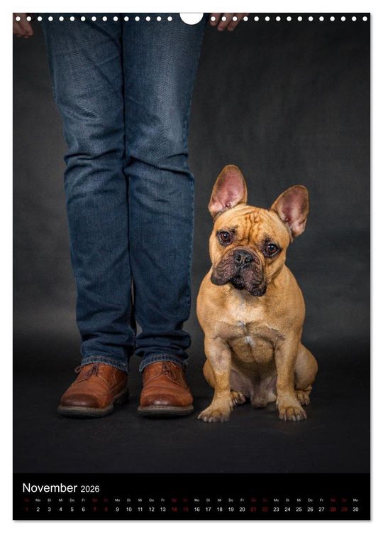 Produktbild: Bullyzauber - Franz&ouml;sische Bulldoggen (Wandkalender 2026 DIN A3 hoch), CALVENDO Monatskalender