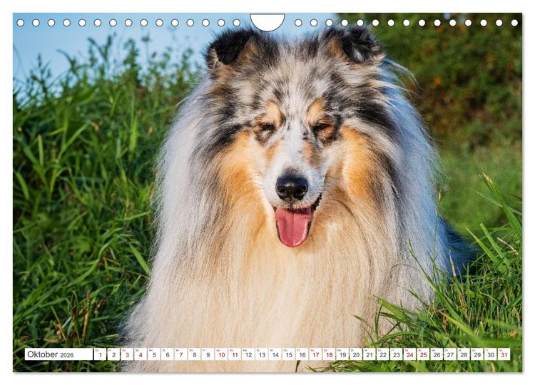 Produktbild: Der Collie - ein Hund f&uuml;rs Herz (Wandkalender 2026 DIN A4 quer), CALVENDO Monatskalender