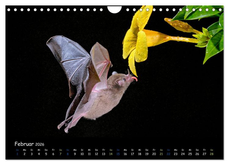 Produktbild: Flederm&auml;use - kleine Vampire (Wandkalender 2026 DIN A4 quer), CALVENDO Monatskalender