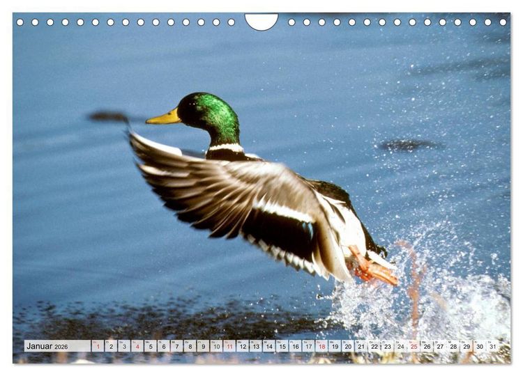 Produktbild: Wildtiere. Heimische Sch&ouml;nheiten (Wandkalender 2026 DIN A4 quer), CALVENDO Monatskalender
