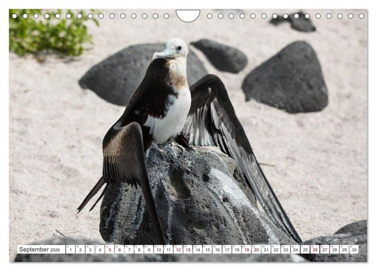 Produktbild: Galapagos-Inseln - Ein Paradies f&uuml;r Tiere (Wandkalender 2026 DIN A4 quer), CALVENDO Monatskalender