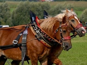 Produktbild: CALVENDO Puzzle Kaltblutgespann | 1000 Teile Lege-Gr&ouml;&szlig;e 64x48cm Foto-Puzzle f&uuml;r gl&uuml;ckliche Stunden