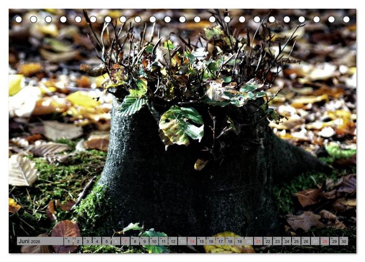 Produktbild: Spaziergang durch den Zauberwald (Tischkalender 2026 DIN A5 quer), CALVENDO Monatskalender