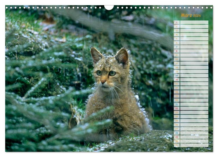 Produktbild: Tiere des Waldes (Wandkalender 2026 DIN A3 quer), CALVENDO Monatskalender