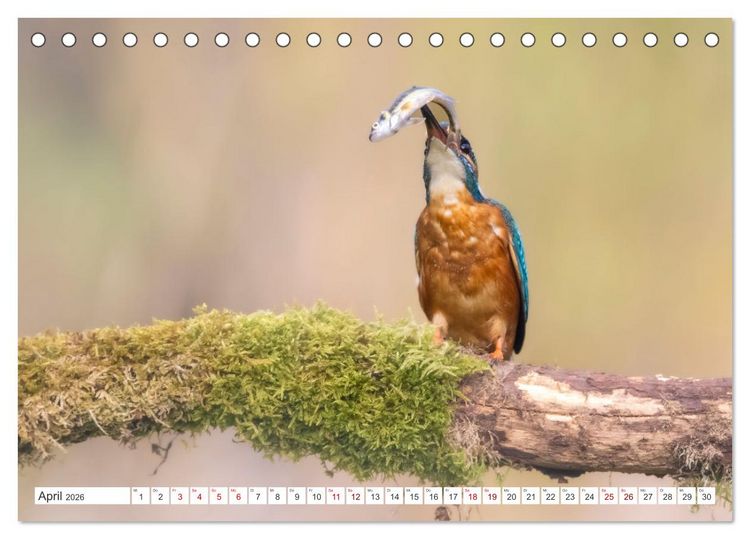 Produktbild: Der blaue Diamant - Fotos vom Eisvogel (Tischkalender 2026 DIN A5 quer), CALVENDO Monatskalender