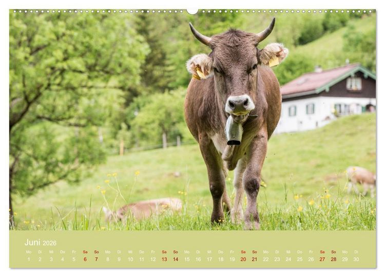 Produktbild: Allg&auml;uer Rindvieh 2026 (hochwertiger Premium Wandkalender 2026 DIN A2 quer), Kunstdruck in Hochglanz