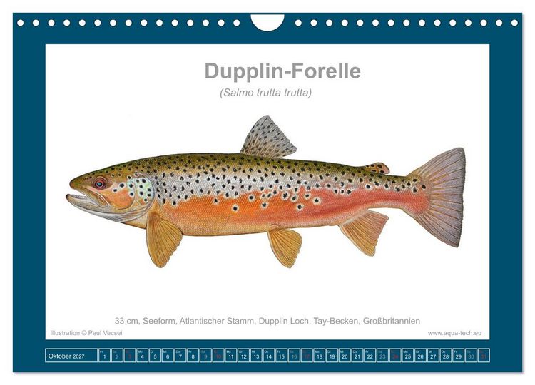 Produktbild: Fisch als Kunst 2027: Seeforellen (Wandkalender 2027 DIN A4 quer), CALVENDO Monatskalender
