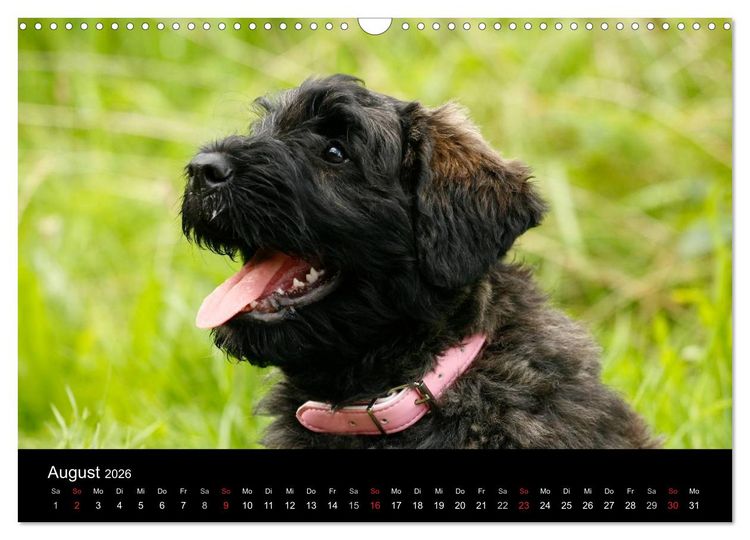 Produktbild: Bouvier des Flandres (Wandkalender 2026 DIN A3 quer), CALVENDO Monatskalender