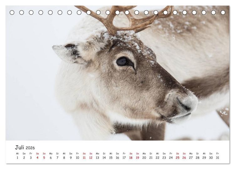 Produktbild: Rentiere (Tischkalender 2026 DIN A5 quer), CALVENDO Monatskalender