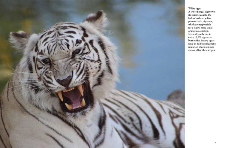 Produktbild: Tigers