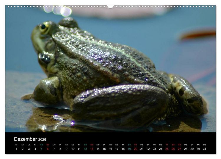Produktbild: FROSCHBUCH (Wandkalender 2026 DIN A2 quer), CALVENDO Monatskalender