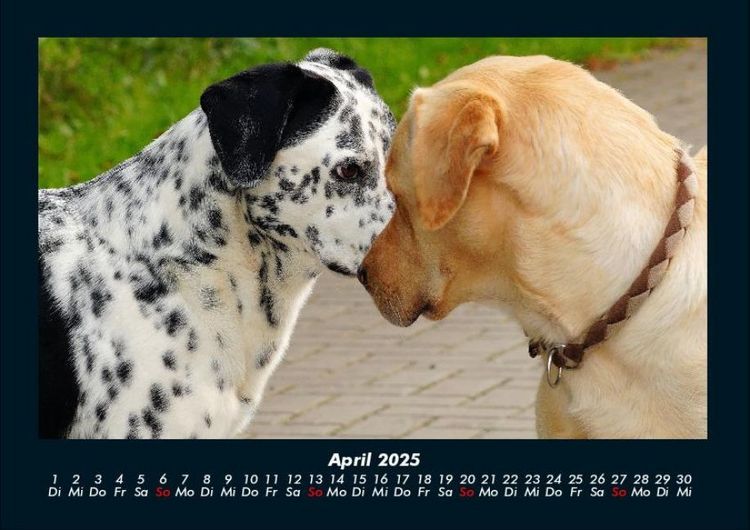 Produktbild: Hunde Kalender 2025 Fotokalender DIN A4