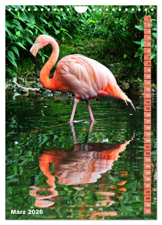 Produktbild: Rosarote Flamingo (Wandkalender 2026 DIN A4 hoch), CALVENDO Monatskalender