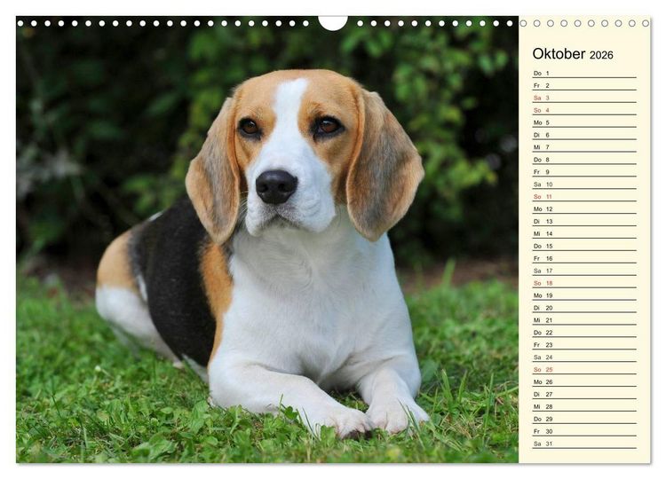 Produktbild: Beagle - Herz auf 4 Pfoten (Wandkalender 2026 DIN A3 quer), CALVENDO Monatskalender
