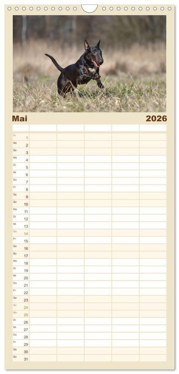 Produktbild: Familienplaner 2026 - Bullterrier - charmante Herzensbrecher mit 5 Spalten (Wandkalender, 21 x 45 cm) CALVENDO