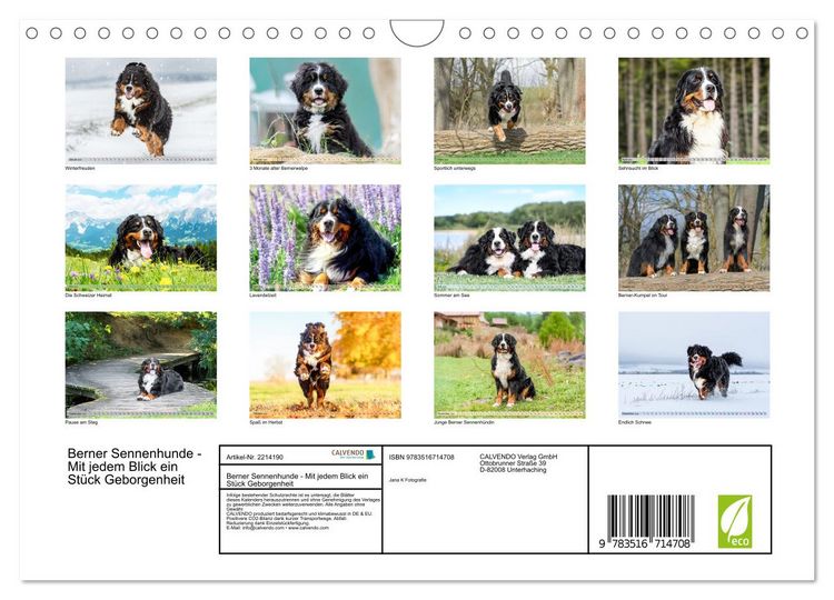 Produktbild: Berner Sennenhunde - Mit jedem Blick ein St&uuml;ck Geborgenheit (Wandkalender 2026 DIN A4 quer), CALVENDO Monatskalender