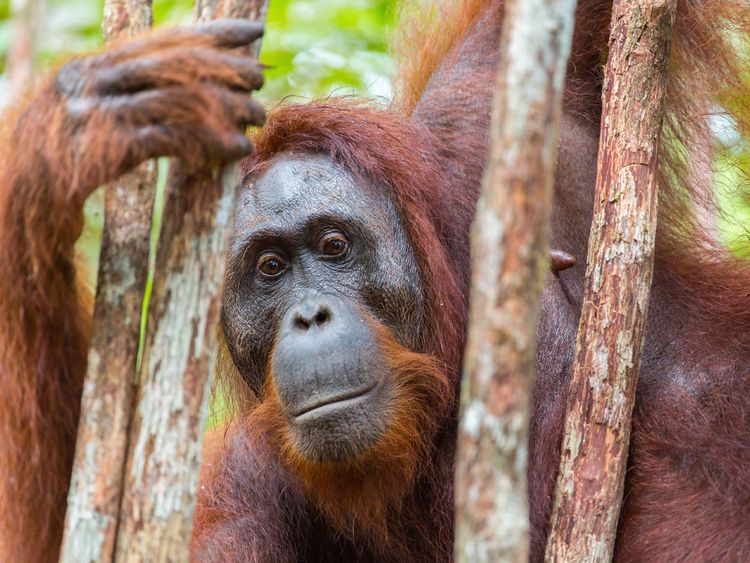 Produktbild: CALVENDO Puzzle Orang Utan in Kalimantan - Borneo | 1000 Teile Lege-Gr&ouml;&szlig;e 64x48cm Foto-Puzzle f&uuml;r gl&uuml;ckliche Stunden