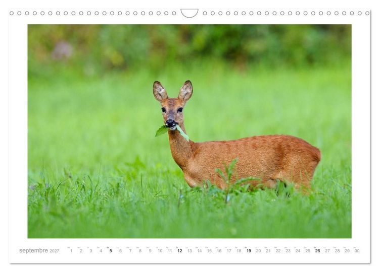 Produktbild: Un an avec des chevreuils (Calendrier mural 2027 DIN A3 vertical), CALVENDO calendrier mensuel