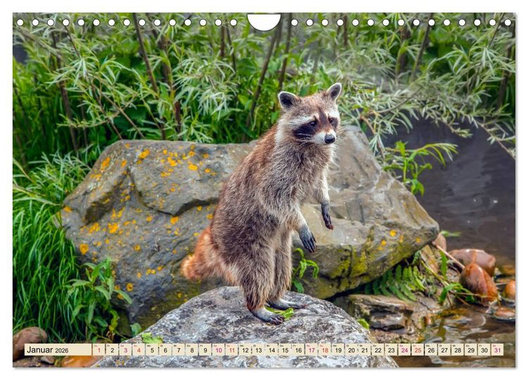 Produktbild: Waschb&auml;r - Niedlicher Allesfresser (Wandkalender 2026 DIN A4 quer), CALVENDO Monatskalender