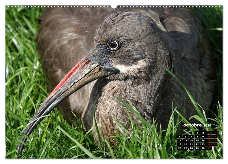 Produktbild: Oiseaux exotiques (Calendrier mural 2026 DIN A2 vertical), CALVENDO calendrier mensuel