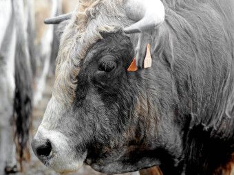 Produktbild: CALVENDO Puzzle Bull Aubrac | 1000 Teile Lege-Gr&ouml;&szlig;e 64x48cm Foto-Puzzle f&uuml;r gl&uuml;ckliche Stunden