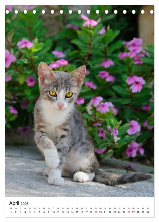 Produktbild: COUNTRY CATS (Tischkalender 2026 DIN A5 hoch), CALVENDO Monatskalender