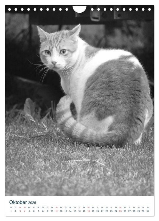 Produktbild: Wilde Katzen - Korsikas Samtpfoten (Wandkalender 2026 DIN A4 hoch), CALVENDO Monatskalender