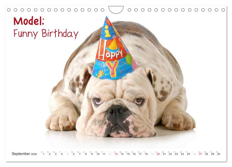 Produktbild: English Bulldog XXL Models (Wandkalender 2026 DIN A4 quer), CALVENDO Monatskalender