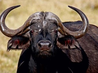 Produktbild: CALVENDO Puzzle Kaffernb&uuml;ffel in Afrika | 1000 Teile Lege-Gr&ouml;&szlig;e 64x48cm Foto-Puzzle f&uuml;r gl&uuml;ckliche Stunden