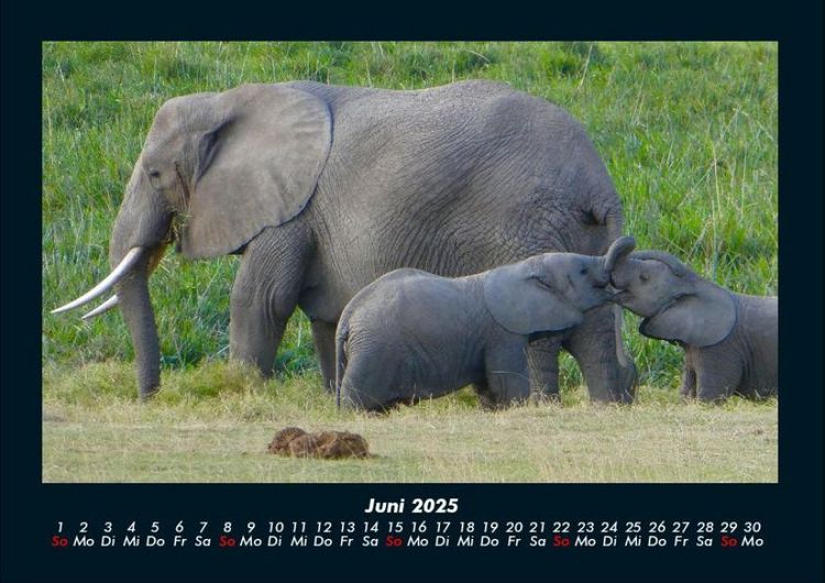 Produktbild: Elefanten - Die sanften Riesen Afrikas 2025 Fotokalender DIN A4