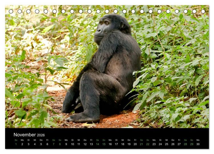 Produktbild: Ugandas friedliche Berggorillas (Tischkalender 2026 DIN A5 quer), CALVENDO Monatskalender