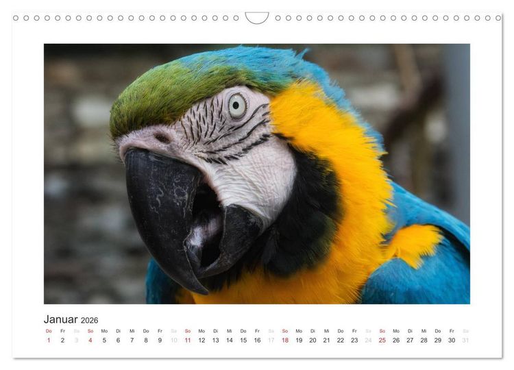 Produktbild: Kunterbunte Papageien und Sittiche (Wandkalender 2026 DIN A3 quer), CALVENDO Monatskalender