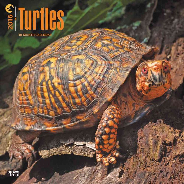 Produktbild: Turtles 2016 - Schildkröten - 18-Monatskalender