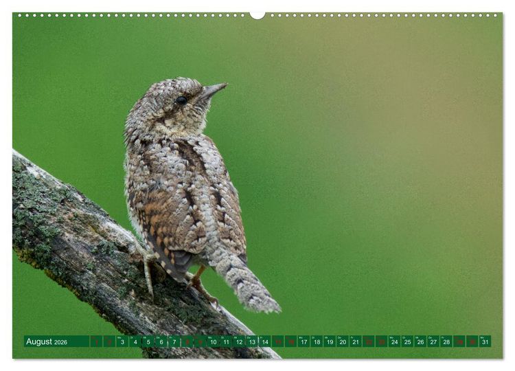 Produktbild: Geliebtes Federvieh (hochwertiger Premium Wandkalender 2026 DIN A2 quer), Kunstdruck in Hochglanz