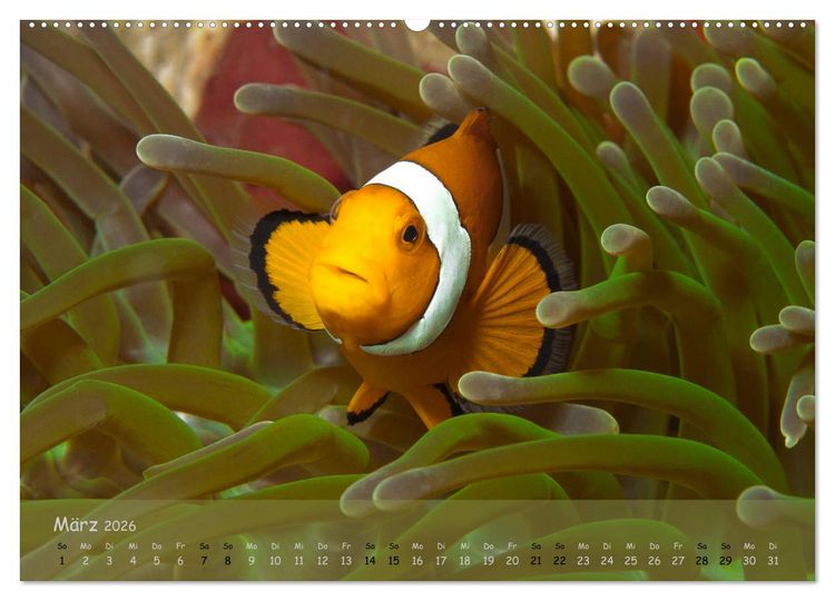 Produktbild: Anemonenfische - Streitbare Gesellen (Wandkalender 2026 DIN A2 quer), CALVENDO Monatskalender