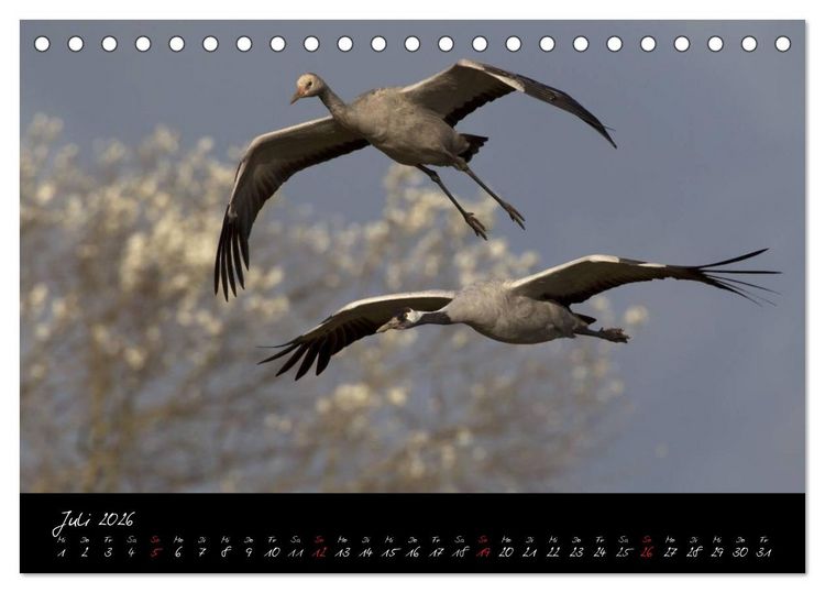 Produktbild: Kraniche - V&ouml;gel des Gl&uuml;cks (Tischkalender 2026 DIN A5 quer), CALVENDO Monatskalender