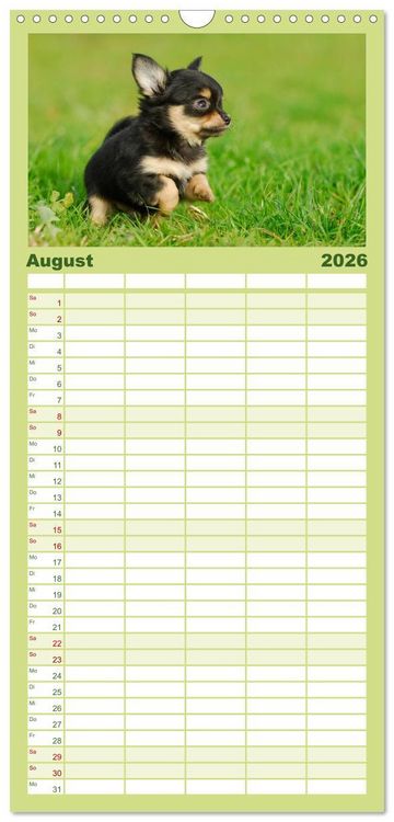 Produktbild: Familienplaner 2026 - Chihuahua - Kleine Hunde ganz gro&szlig; mit 5 Spalten (Wandkalender, 21 x 45 cm) CALVENDO