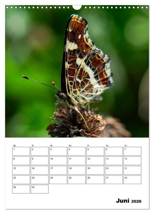 Produktbild: Insekten im Fokus (Wandkalender 2026 DIN A3 hoch), CALVENDO Monatskalender