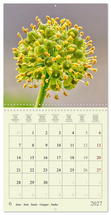 Produktbild: Petites fleurs color&eacute;es (Calendrier mural carr&eacute; 2027 30x30 cm) Calendrier double avec une page pour vos prises de notes