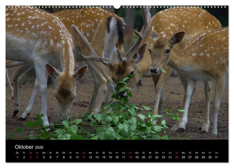 Produktbild: Welt der Tiere (Wandkalender 2026 DIN A2 quer), CALVENDO Monatskalender
