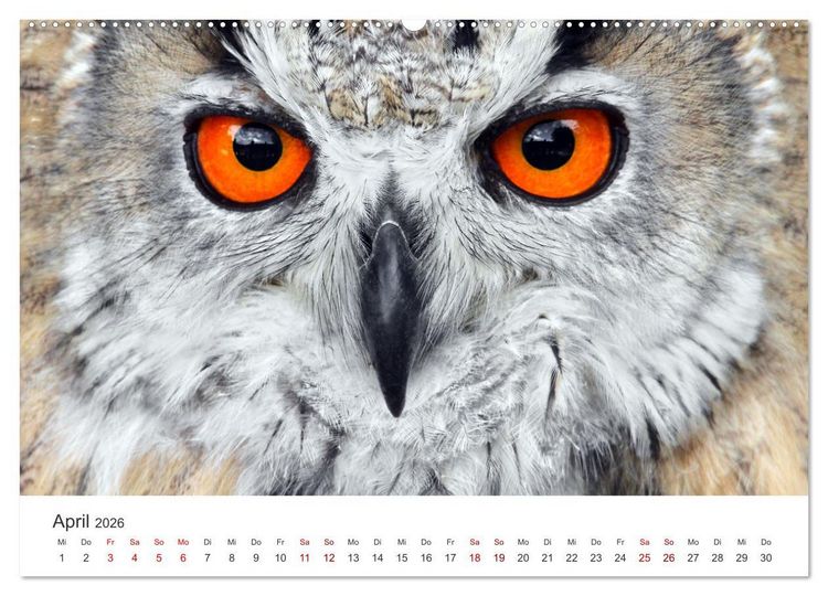 Produktbild: GREIFVOGEL- UND EULENPORTR&Auml;TS (Wandkalender 2026 DIN A2 quer), CALVENDO Monatskalender